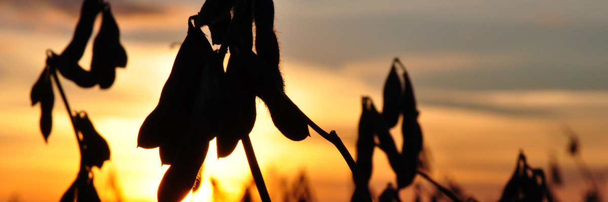 Soybeans at sunset.