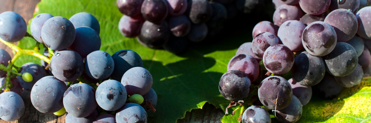 Photo of grapes and leaves.