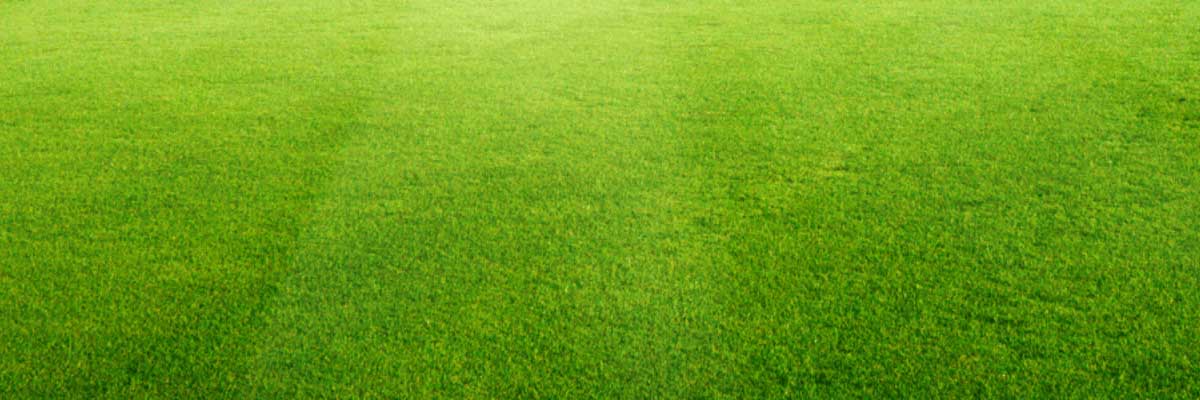 Grass lawn.
