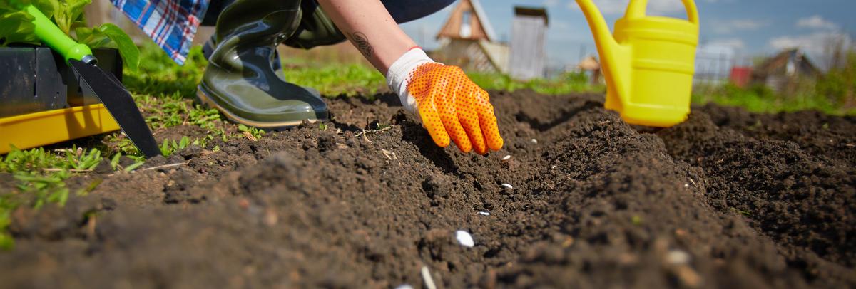 Image of a person planting seeds in a furrow of soil