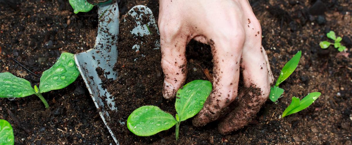 Image of young squash plants and hand/trowel digging up a plant