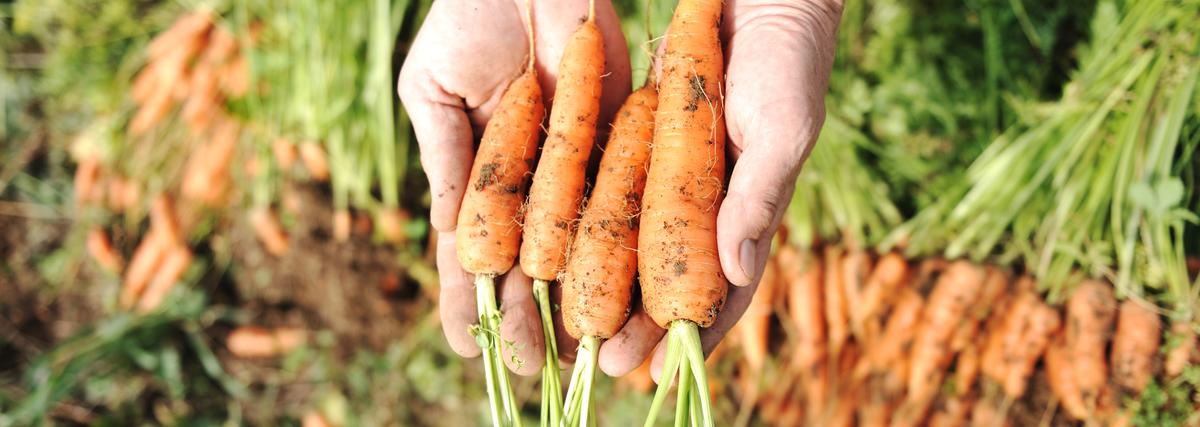 carrots and soil